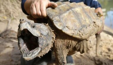 US cancels automatic protections for endangered animals