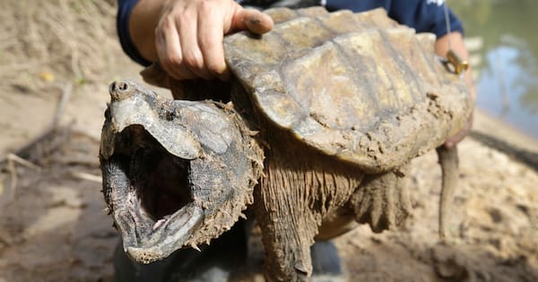 US cancels automatic protections for endangered animals