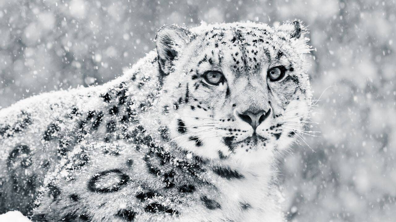 Snow leopard Snow leopard
