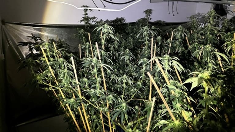 Some of the cannabis plants seized by police in the raids.