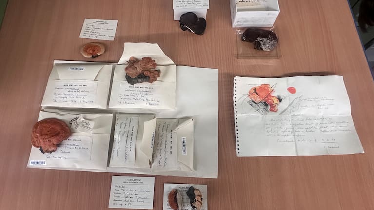 Some of the dried fungi in Dr Greta Stevenson's fungaria at Kew Gardens in London. 