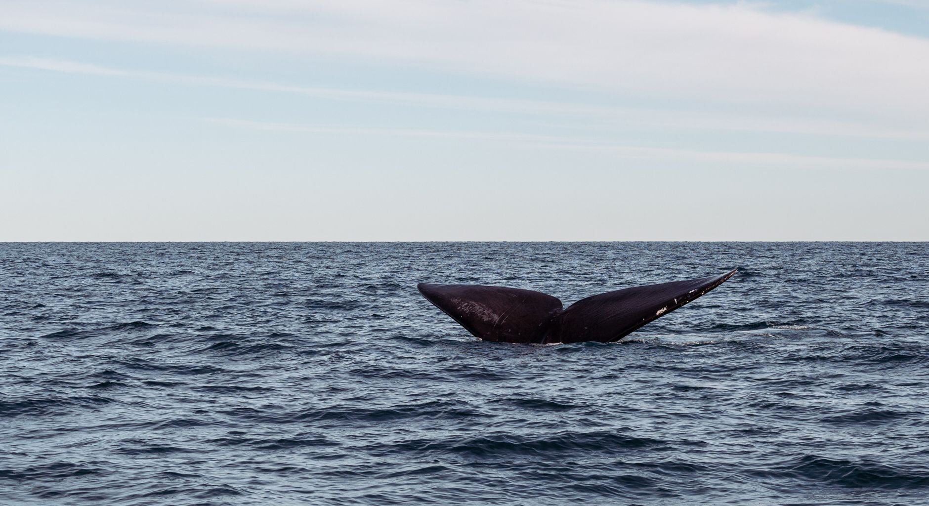A University of Washington researcher published a finding in 2025 that stops you cold: blue whales sing at frequencies so deep that killer whales, their only natural predator, cannot hear them at all — their calls are invisible to orca ears beyond one kilometre