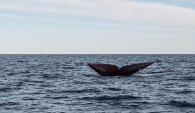 A University of Washington researcher published a finding in 2025 that stops you cold: blue whales sing at frequencies so deep that killer whales, their only natural predator, cannot hear them at all — their calls are invisible to orca ears beyond one kilometre