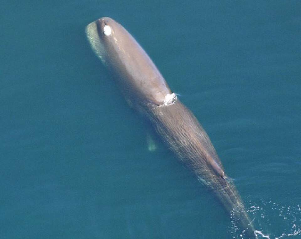 Sperm whales may be among the largest predators in the ocean, but even these enormous hunters face a surprisingly simple problem when they rest: staying underwater. Image Credits: Wikimedia Commons. Sperm_whale_from_above