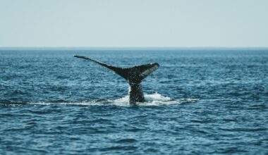 Sperm whales dive to depths of nearly 2,250 metres on a single breath, their heads packed with a waxy oil called spermaceti that solidifies under cold pressure and helps them sink like a stone toward prey they hunt in total darkness