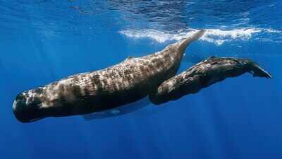 Scientists find resting sperm whales release gas bubbles that may help them stay suspended below the surface while sleeping