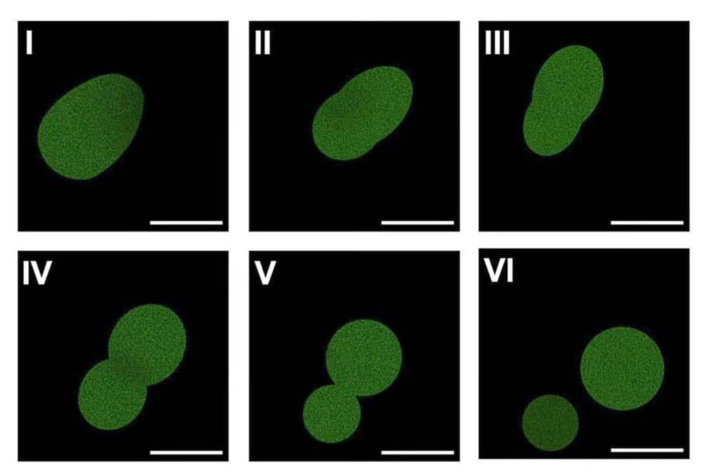 Microscope images of the SpudCell undergoing division. Artifical cell dividing.
