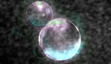 Image of SpudCell’s liposomes. Two like two bubble-like objects on a black background.