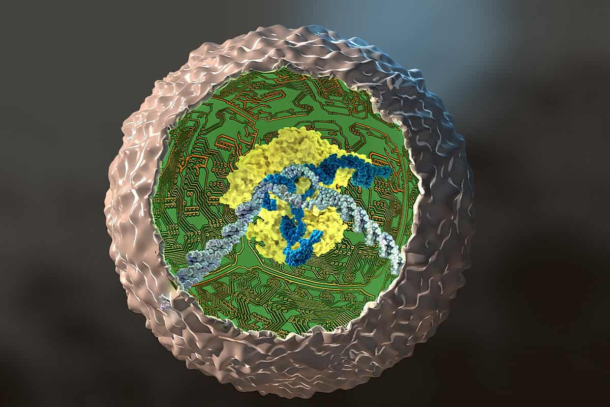 Scientists Turned Human Cells into Tiny Biological Computers