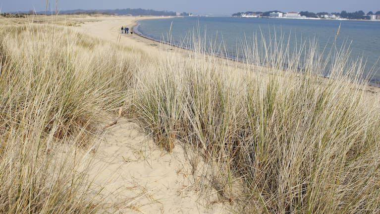 Studland, Dorset. 