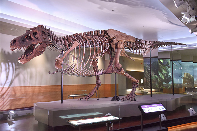 Sue full skeleton