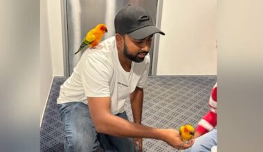 'Overjoyed': Parrots stolen from Auckland ditched in park