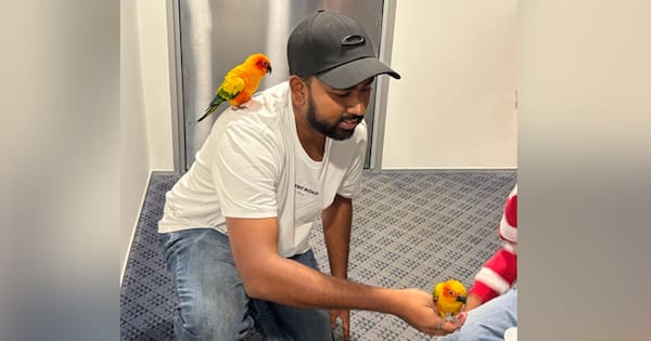 'Overjoyed': Parrots stolen from Auckland ditched in park