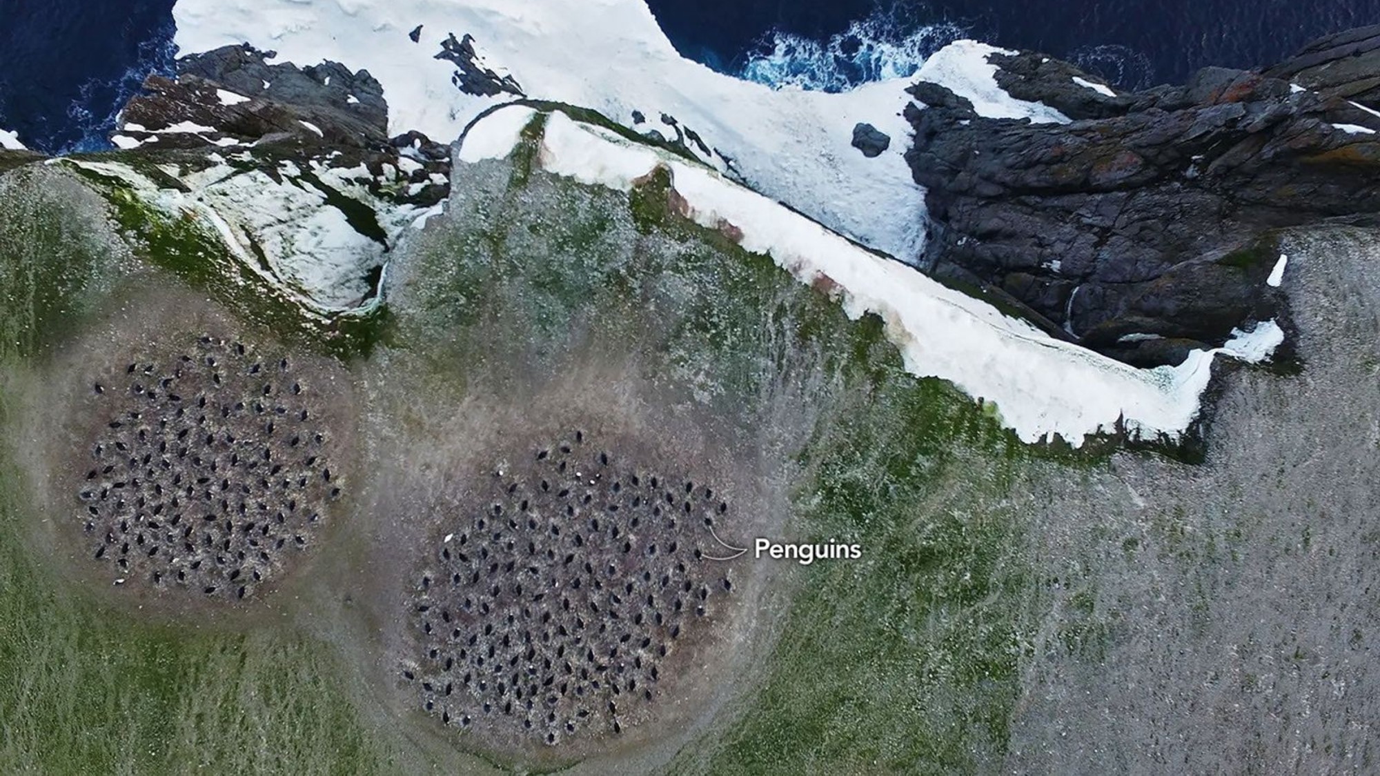 two large clumps of dots can be seen on a grassy hill lined with snow and ice from an overhead perspective
