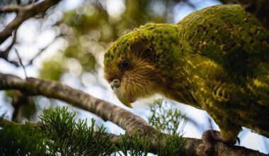 Bird flu: DOC vaccinates native birds as H5N1 strain arrives in New Zealand