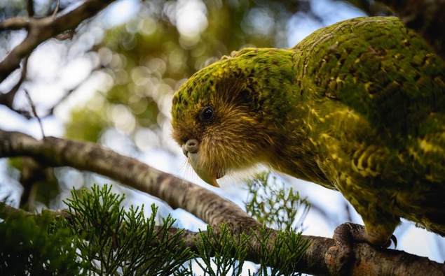 Bird flu: DOC vaccinates native birds as H5N1 strain arrives in New Zealand