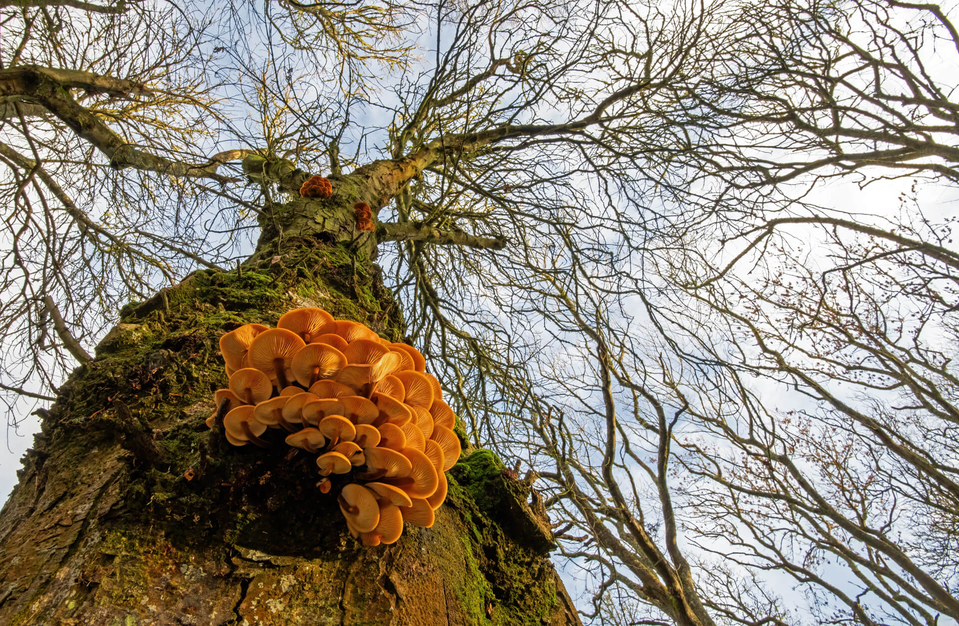 Mushrooms growing on tree.