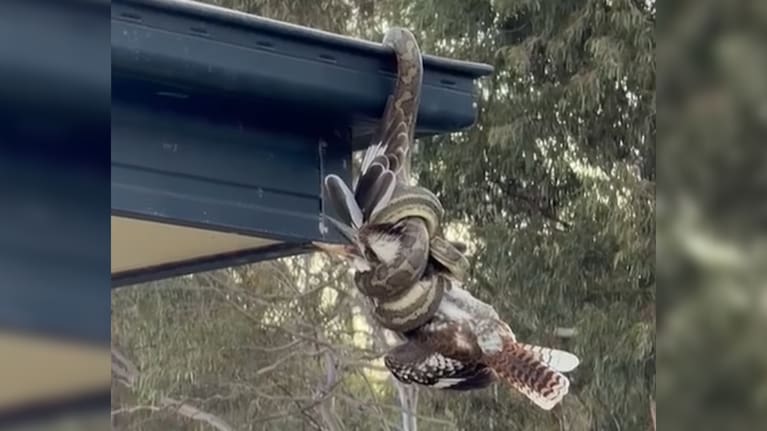 The carpet python gripping the snake while hanging off the roof of a home in Clinton, Queensland.