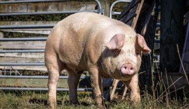 Donald the Pig sells for $320 after daring highway escape