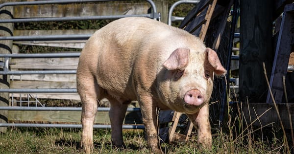 Donald the Pig sells for $320 after daring highway escape