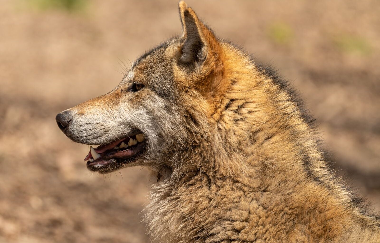 A gray wolf's rear teeth can generate more than twice the bite force of a domestic dog's, and the skull geometry behind it helps the predator process the bones of elk-sized prey