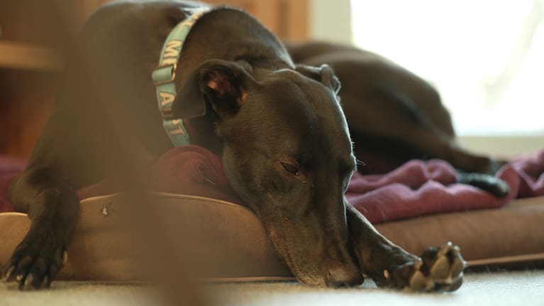 The greyhound racing industry will close on August 1.