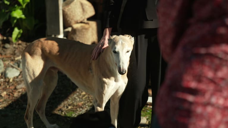 The greyhound racing industry will close on August 1.