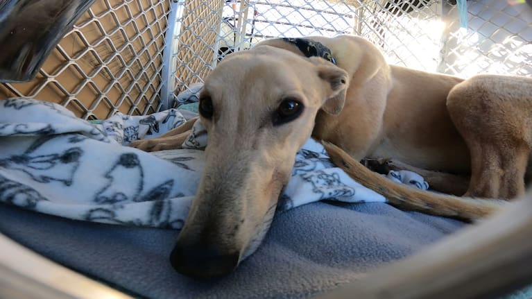 The greyhound racing industry will close on August 1.