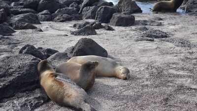 The islands where animals rule: Why humans give up beach chairs for sea lions