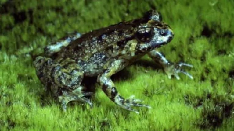 The nocturnal Hochstetter's frog lives near streams on the Brynderwyn Hills.