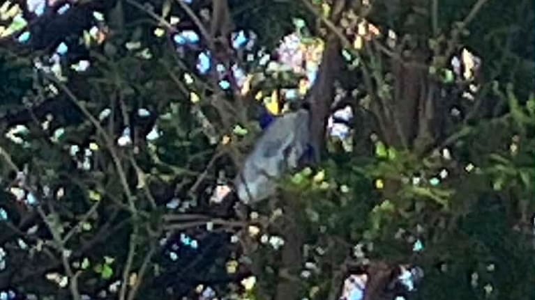 The rocket was found seven metres up a tree, 120 metres from where it launched.