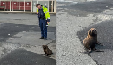 Case seal-ed: Adventurous seal pup rescued by South Auckland police