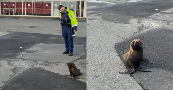 Case seal-ed: Adventurous seal pup rescued by South Auckland police