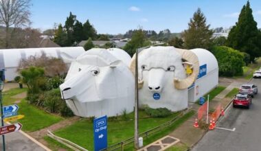 Tirau's sheepdog, ewe and ram buildings are baa-ck on the market
