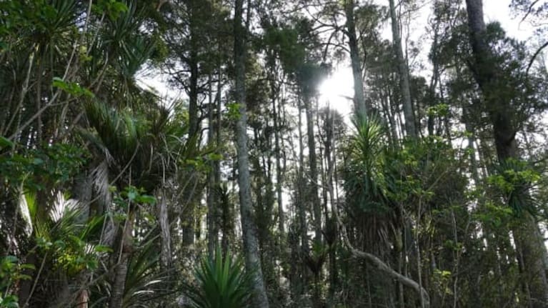 The understorey is dense in a stand of kahikatea fenced off for the past 60 years.