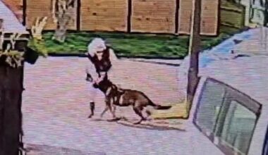 Cat killed by 'menacing' dog ‒ but who attacked who first?