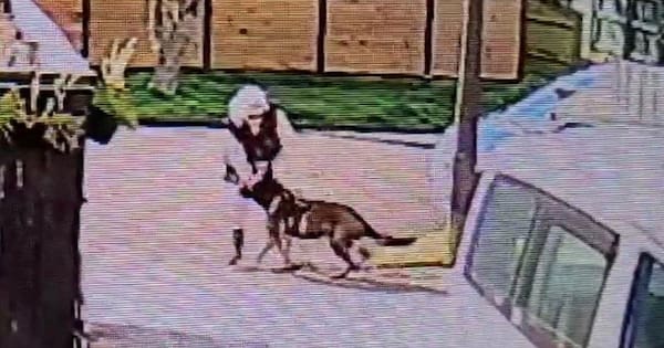 Cat killed by 'menacing' dog ‒ but who attacked who first?