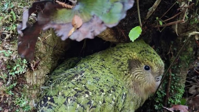 The vaccination for kākāpō is focused on Whenua Hou/Codfish Island.Photo credit: