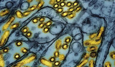 Wider spread fears as bird flu emerges in New South Wales