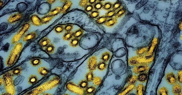 Wider spread fears as bird flu emerges in New South Wales