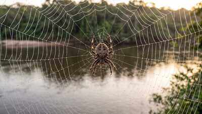 This tiny spider builds webs across rivers with silk more than 10 times tougher than Kevlar