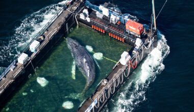 If You Want to Save a Whale, Don’t Call a Millionaire
