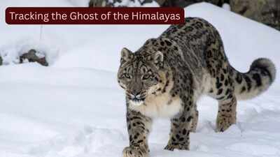 Scientists fitted GPS collars on four elusive snow leopards, known as the 'Ghosts of the Himalayas,' to uncover their secret lives; the breakthrough could transform wildlife tourism