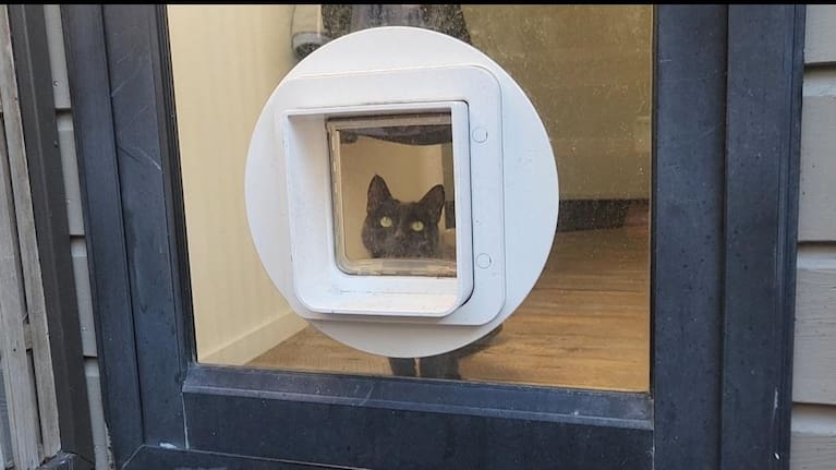A cat named Tuna looks out from her electronically-monitored cat door in Auckland.