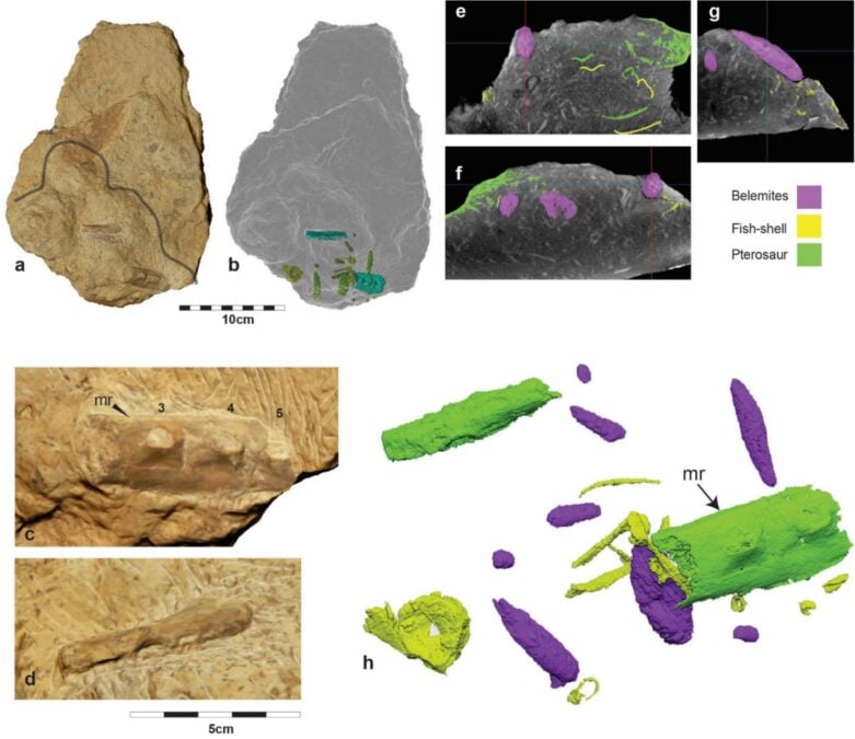 Ancient 'Turducken' Fossil Reveals Sea Monsters Eating Each Other