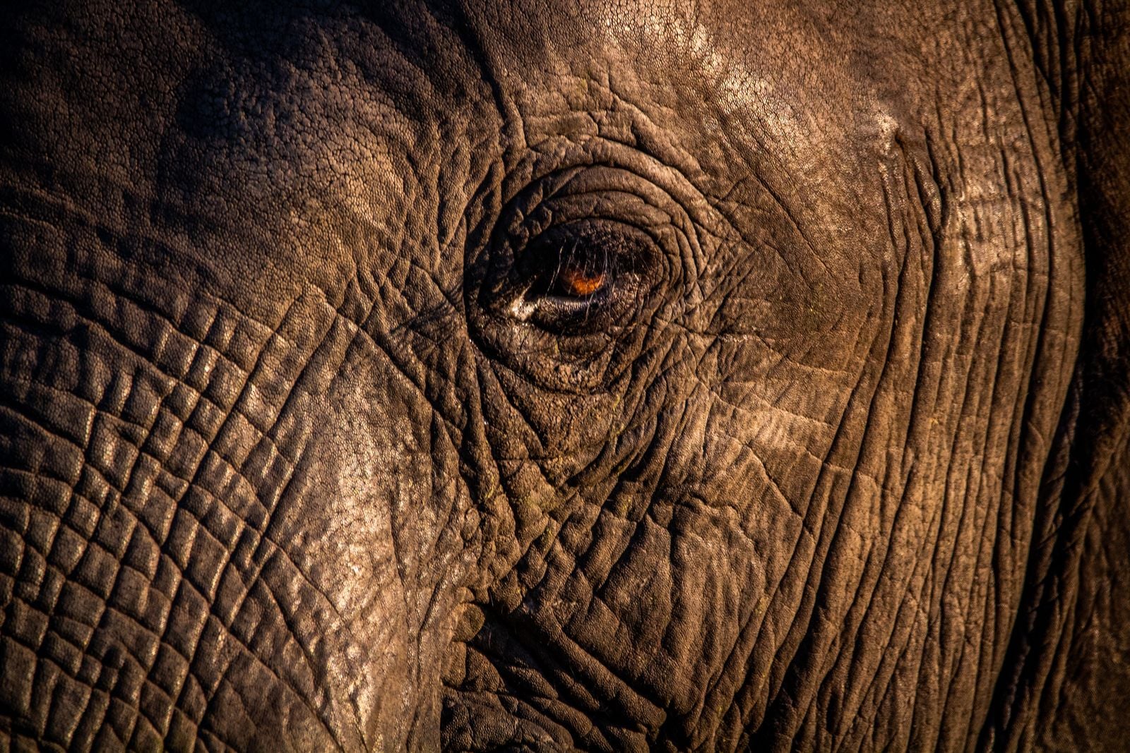 tuskless female elephant