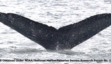 Whale-SETI: Groundbreaking Encounter with Humpback Whales Reveals Potential for Non-Human Intelligence Communication