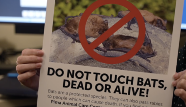 Pima County sees record bat exposures in July