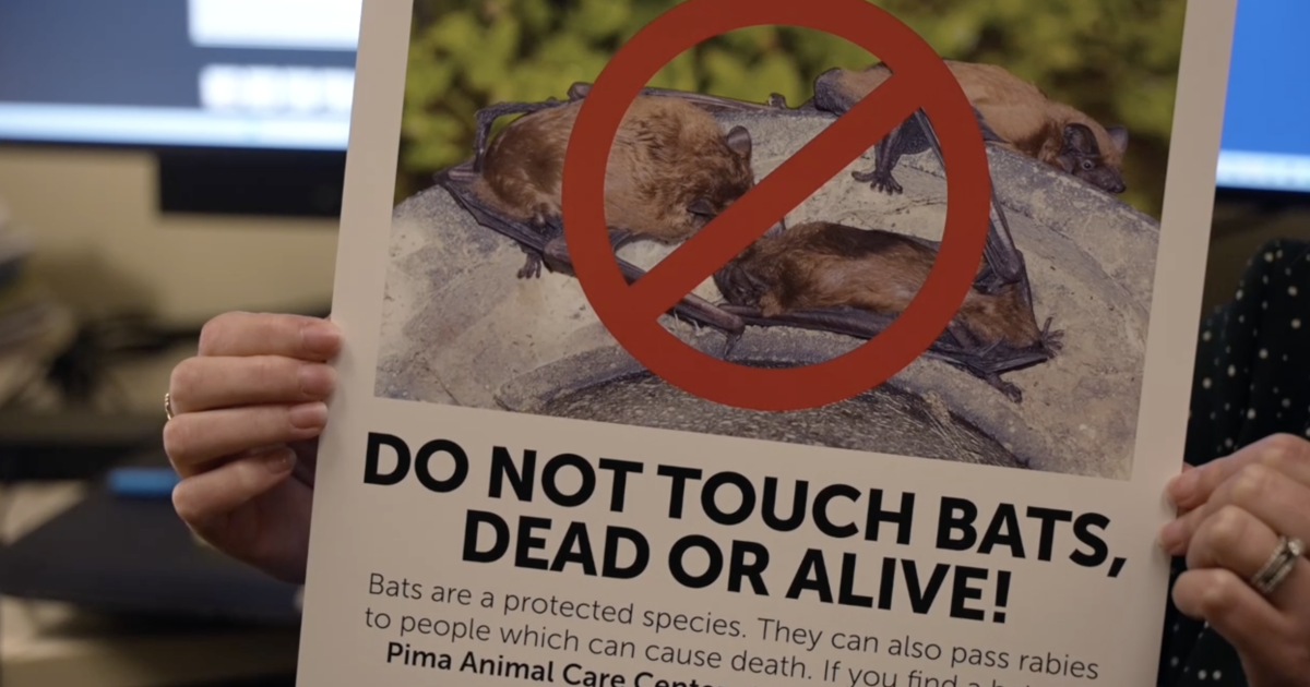 Pima County sees record bat exposures in July