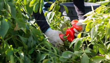 As food safety fears rise, a San Diego dietitian says don’t cut fruits and vegetables from your diet